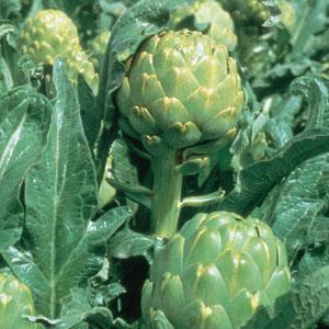 Artichoke Imperial Star - Bloom