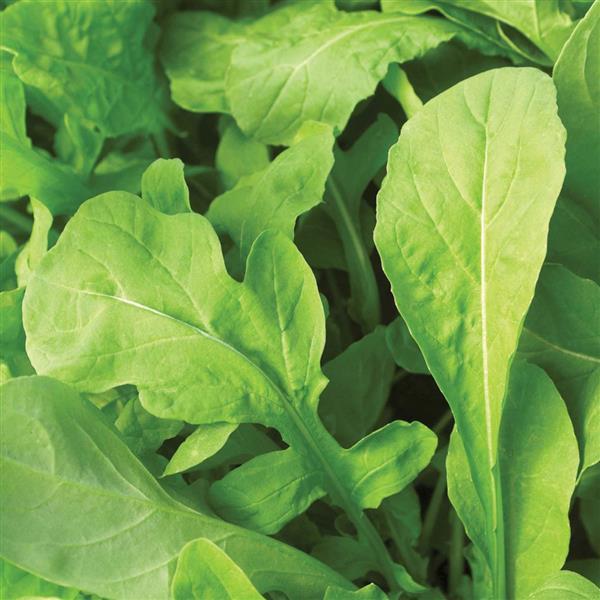 Lettuce Astro - Bloom