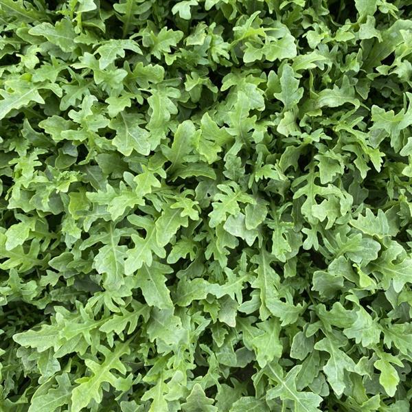 Arugula Other Green Arrow - Bloom