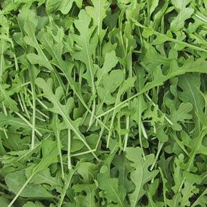 Arugula Myway - Bloom