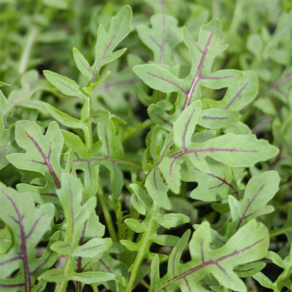 Arugula Dragon's Fire - Bloom