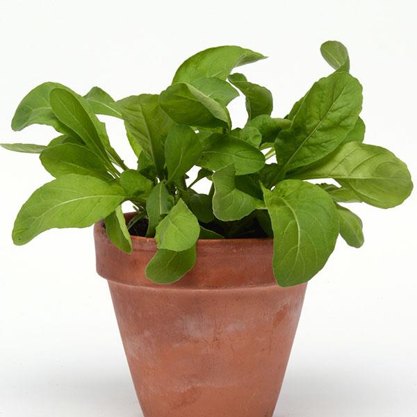 SimplySalad® Other Arugula - Container