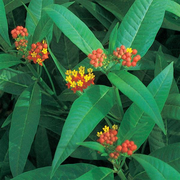 Asclepias Other Red Butterfly - Bloom