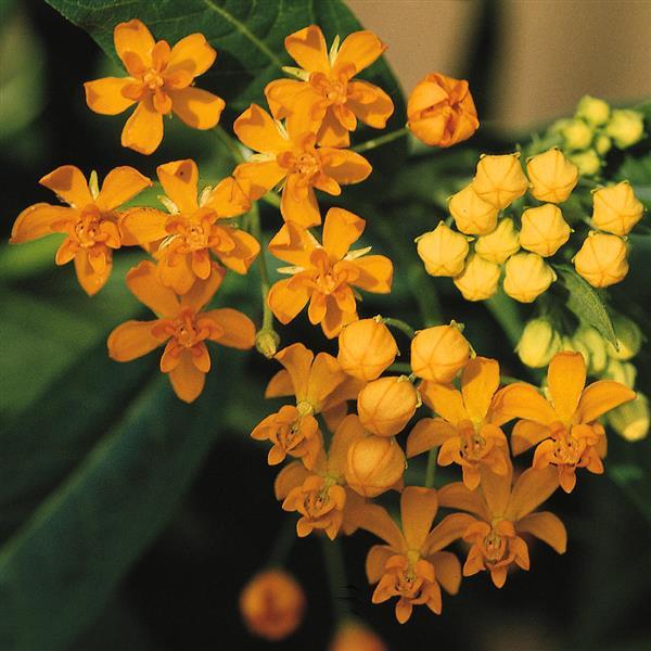 Asclepias Silky Gold - Bloom