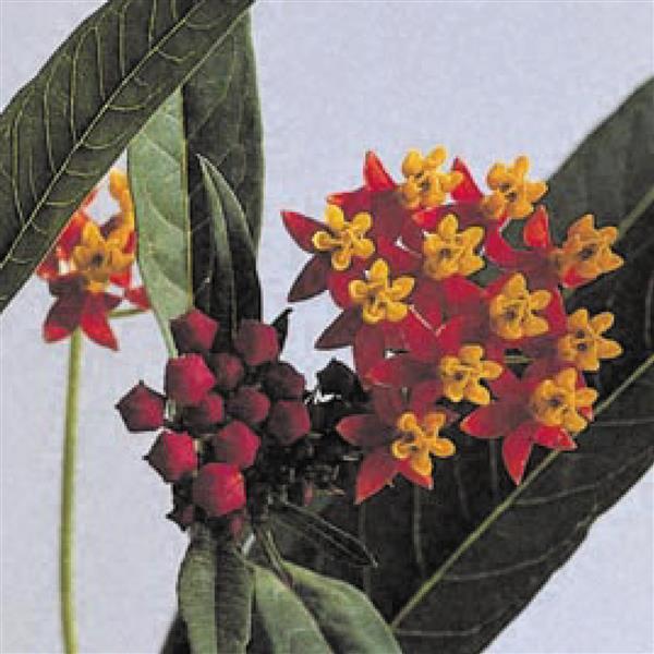 Asclepias Silky Deep Red - Bloom