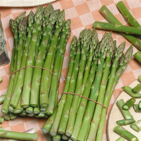 Asparagus Other UC 157-F2 - Bloom
