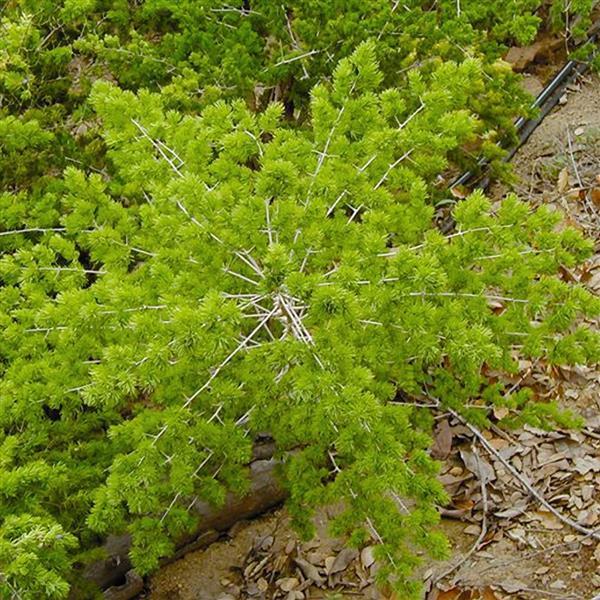 Asparagus Ming Fern - Bloom