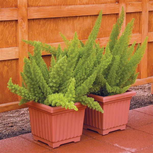Asparagus Other Meyerii - Container