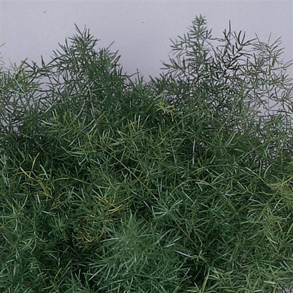 Asparagus Sprengeri - Bloom