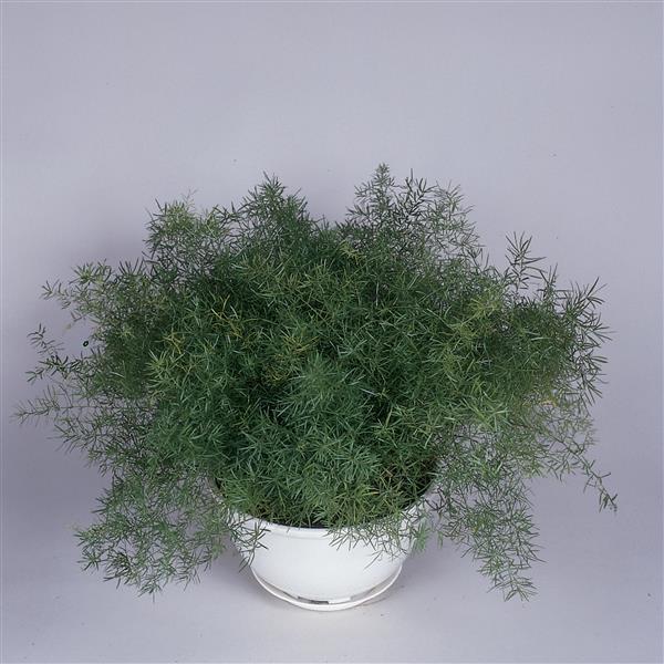 Asparagus Other Sprengeri - Container