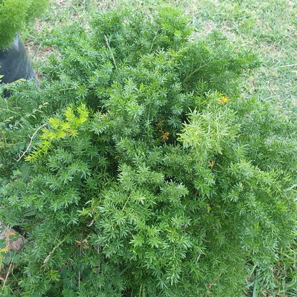 Asparagus Mazeppa - Bloom