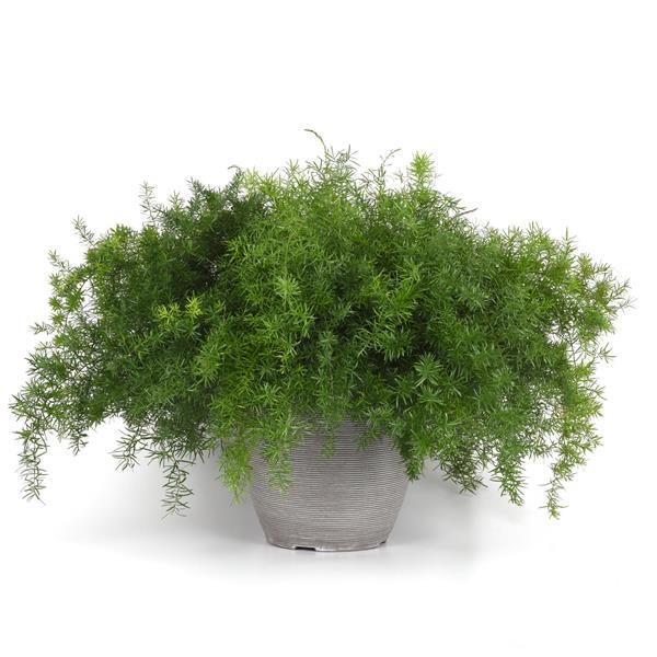 Asparagus Other FuzzyFern Frizz - Container