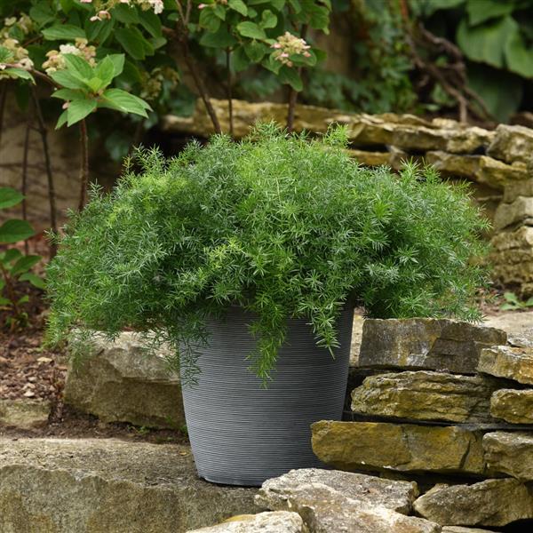 Asparagus Other FuzzyFern Frizz - Landscape
