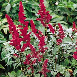 Astilbe arendsii Other Fanal - Garden