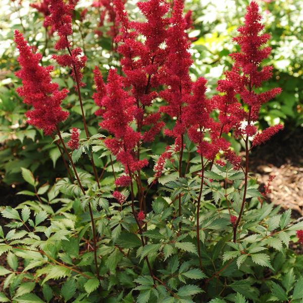 Astilbe arendsii Other Fanal - Landscape