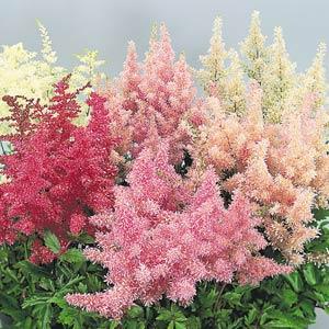 Astilbe arendsii Showstar Mix - Bloom