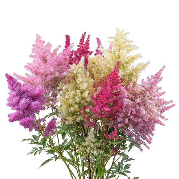 Astilbe Other Rhapsody - Bloom