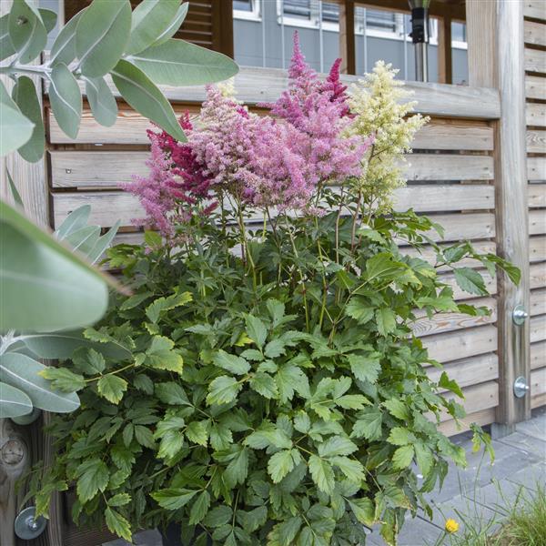 Astilbe Other Rhapsody - Container