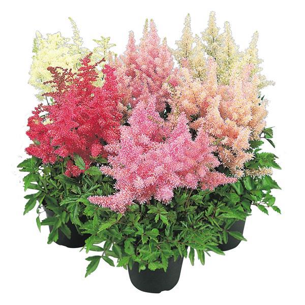 Astilbe arendsii Showstar - Bloom