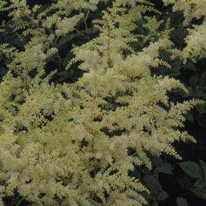 Astilbe arendsii Brautschleier - Bloom