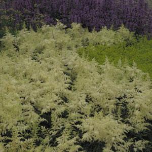 Astilbe arendsii Other Brautschleier - Landscape
