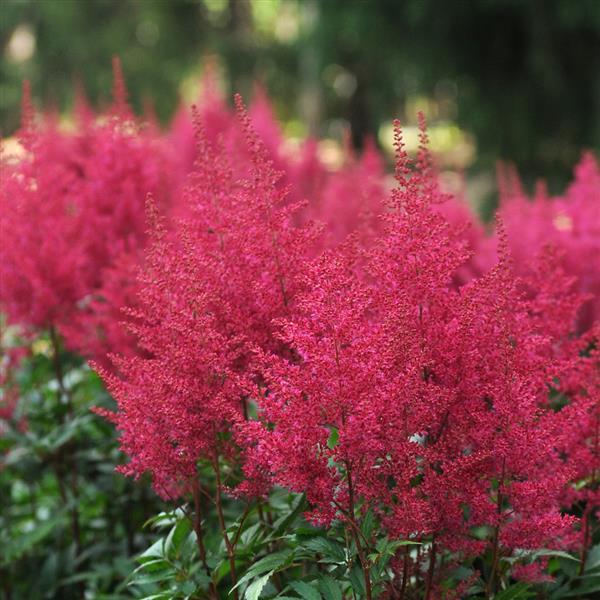 Astilbe arendsii Burgundy Red - Bloom