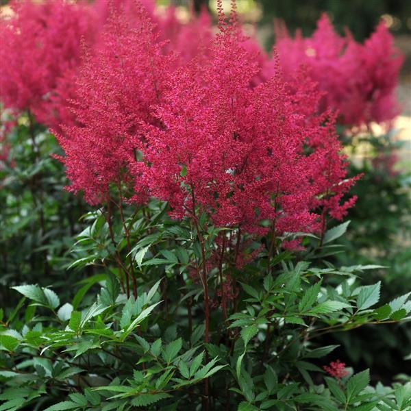 Astilbe arendsii Other Burgundy Red - Landscape