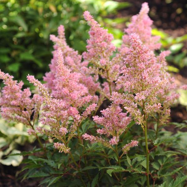 Astilbe arendsii Darwins Dream - Bloom