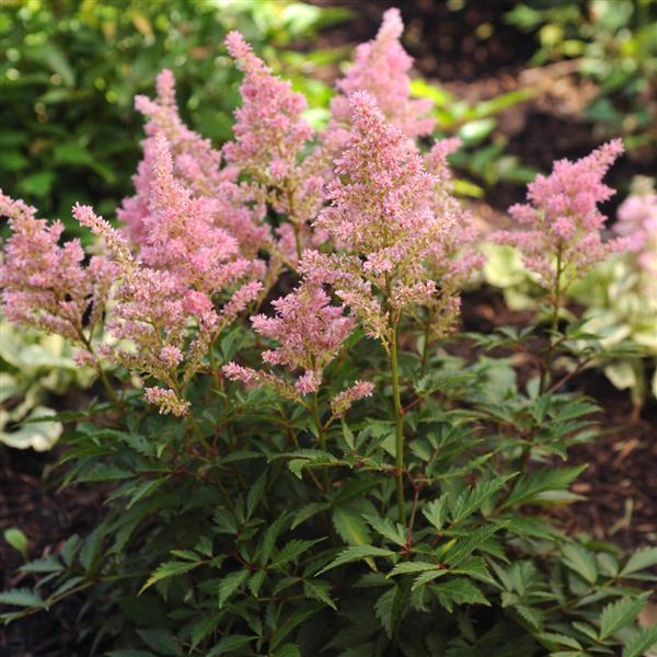 Astilbe arendsii Other Darwins Dream - Landscape