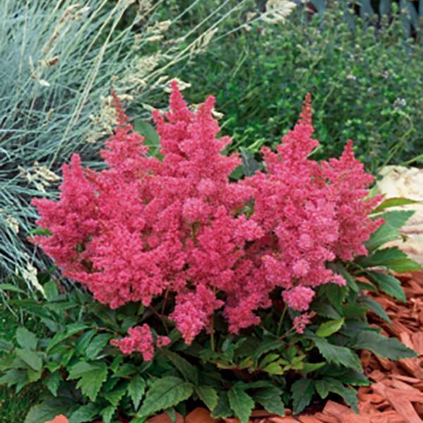 Astilbe Astary Rose - Bloom