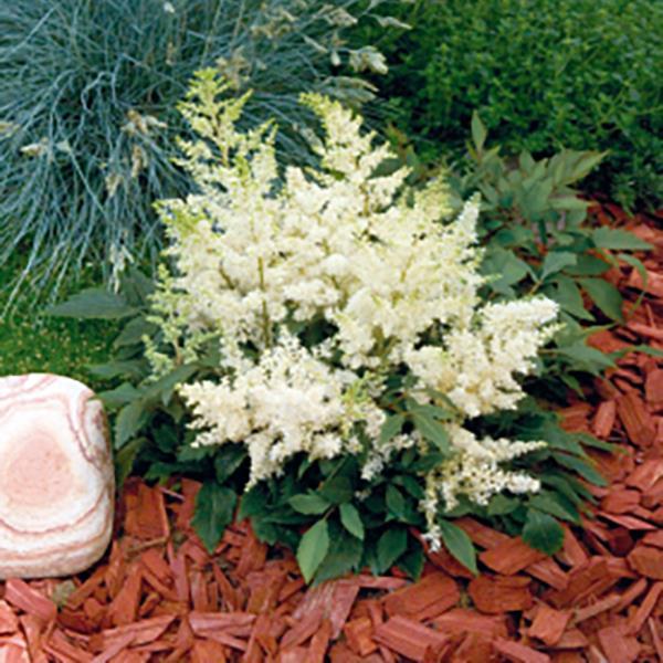 Astilbe Astary White - Bloom