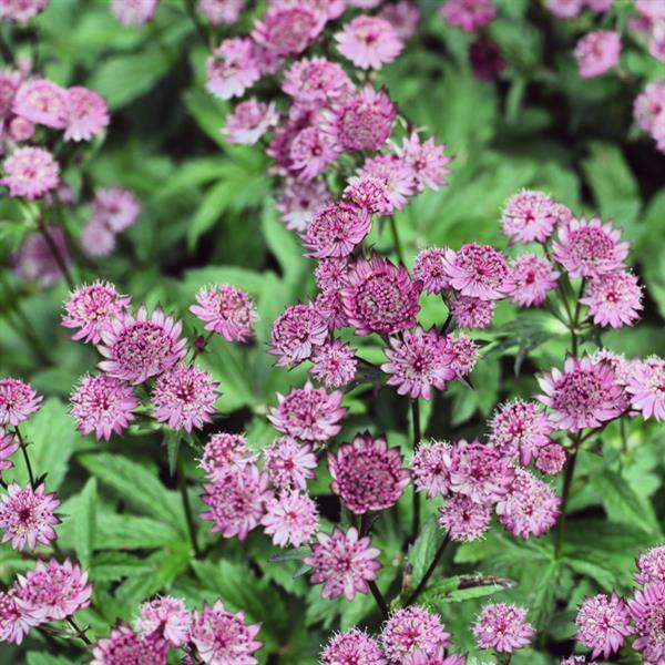 Astrantia major Other Roma - Bloom