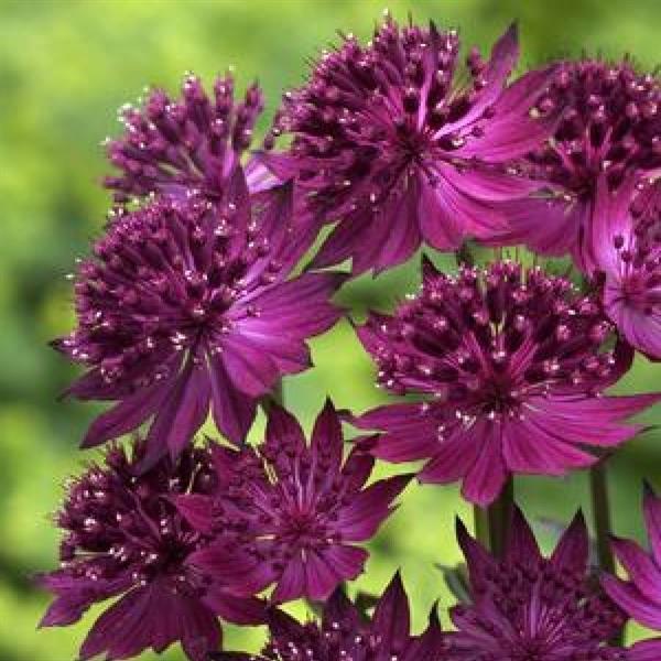 Astrantia major Venice - Bloom