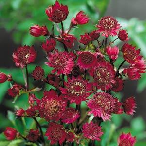 Astrantia major Ruby Wedding - Bloom
