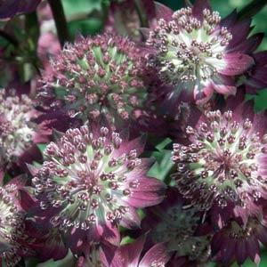 Astrantia major Star Of Beauty - Bloom