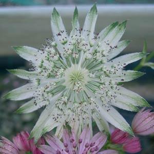 Astrantia major Princess Sturdza - Bloom