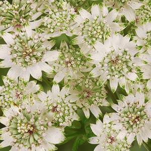 Astrantia major Star Of Billion - Bloom