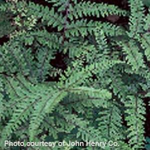 Fern Athyrium filix-femina Lady - Bloom