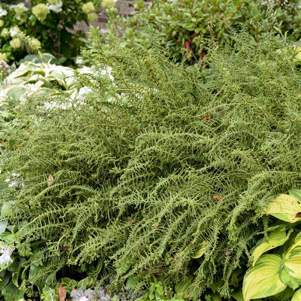 Athyrium Other Victoriae - Bloom