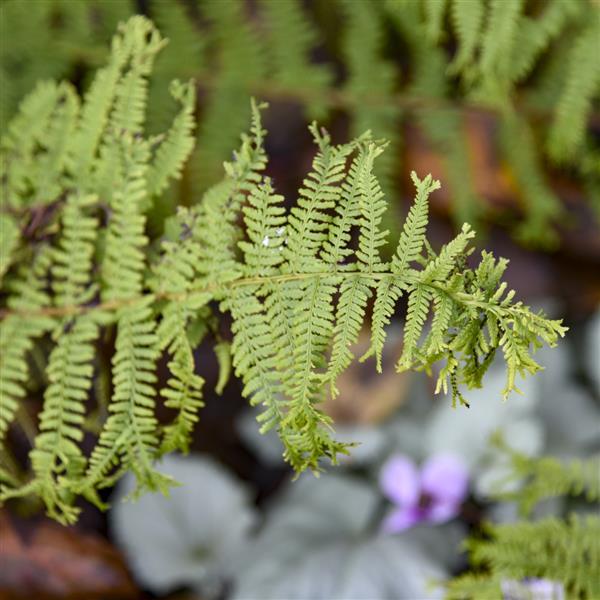 Athyrium Fronds Forever - Bloom