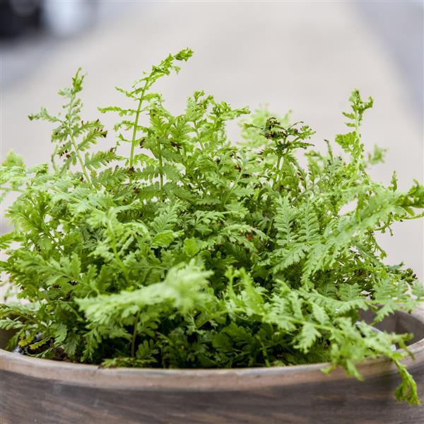Athyrium Other Fronds Forever - Container