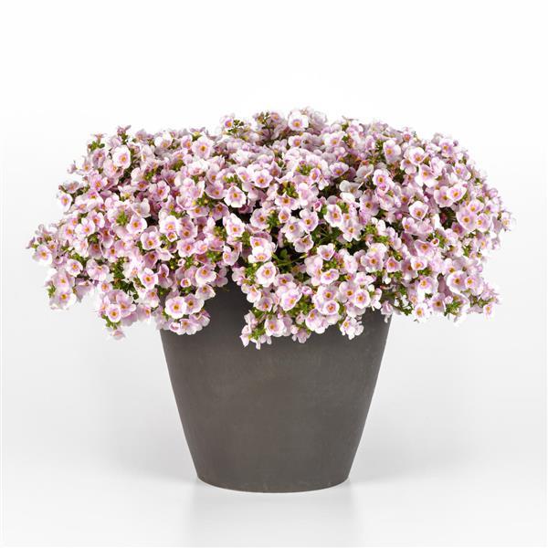 PLANT NAME Container
