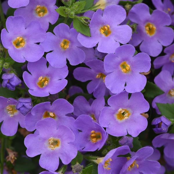 PLANT NAME Bloom