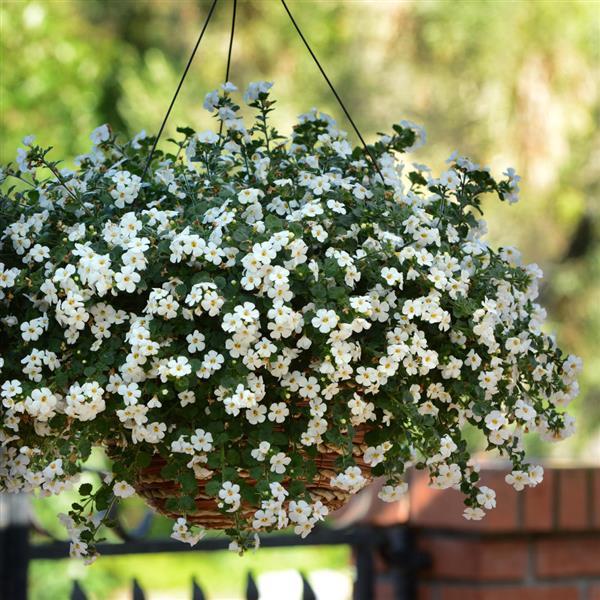 PLANT NAME Basket