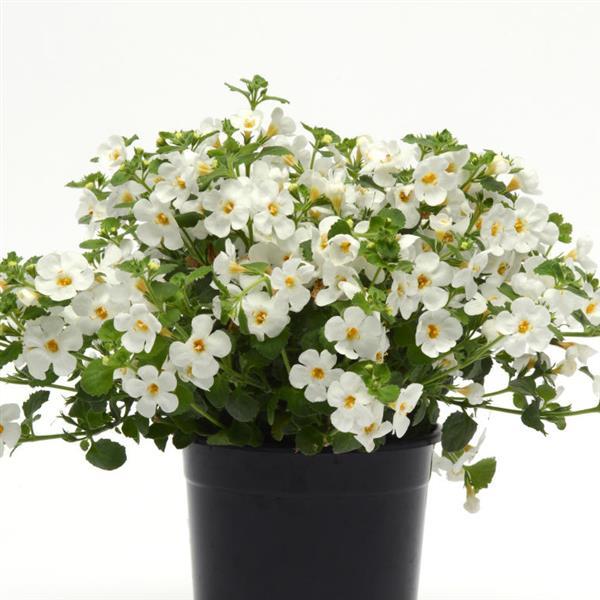 PLANT NAME Container