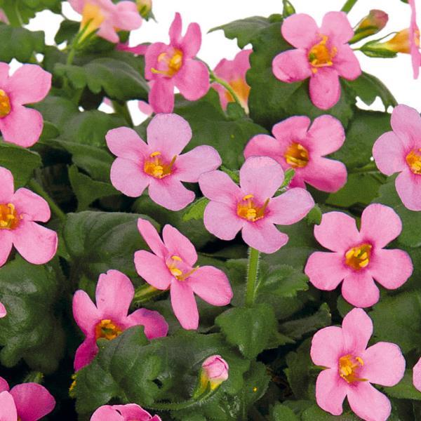 Bacopa Bahia Pink - Bloom