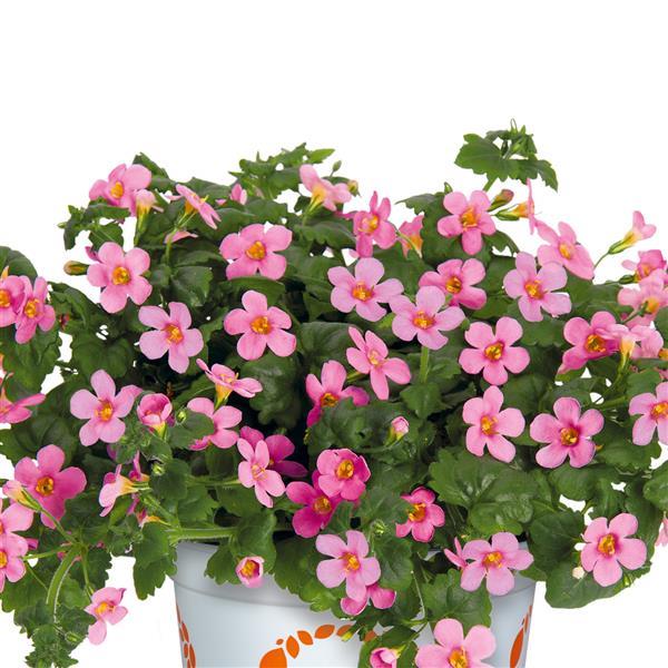 Bacopa Bahia Pink - Container