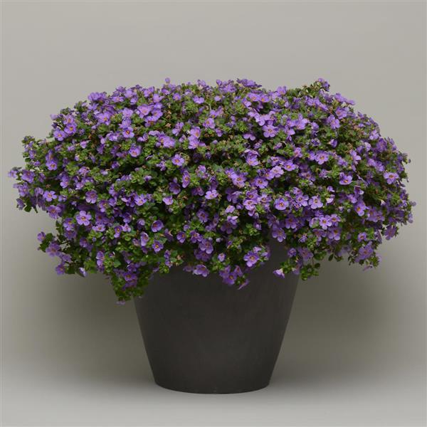 Bacopa MegaCopa Blue - Container