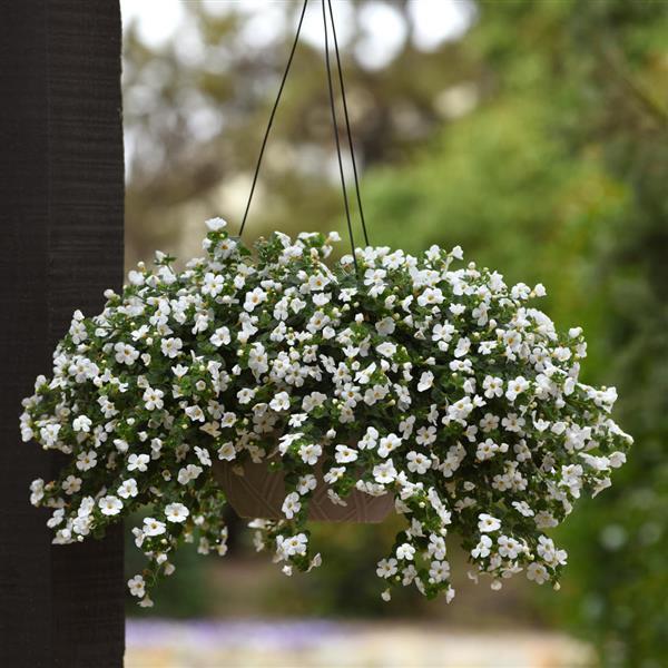 Bacopa MegaCopa White - Basket
