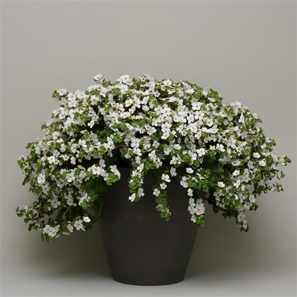 Bacopa MegaCopa White - Container